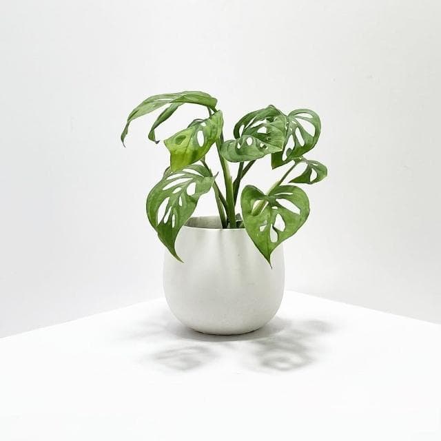 【原植】洞洞蔓綠絨(送禮 室內 植物 植栽)