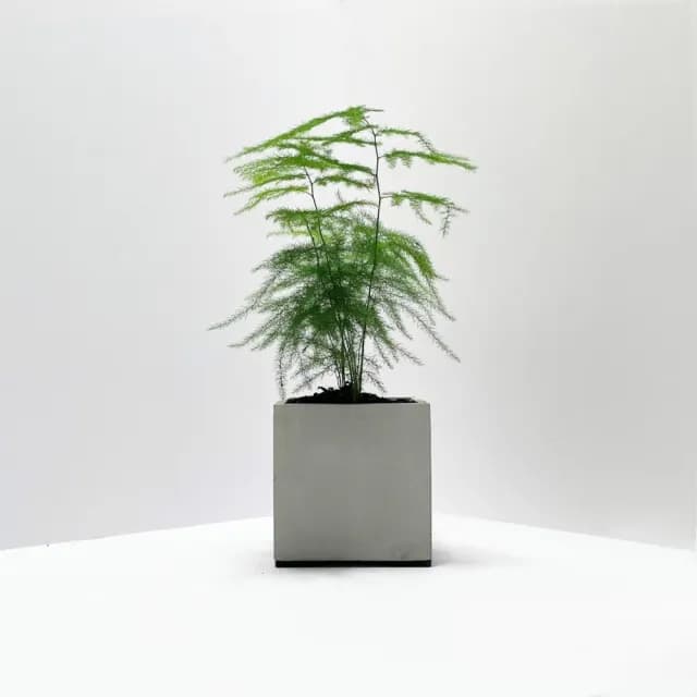 【原植】文竹(送禮 室內 植物 植栽)