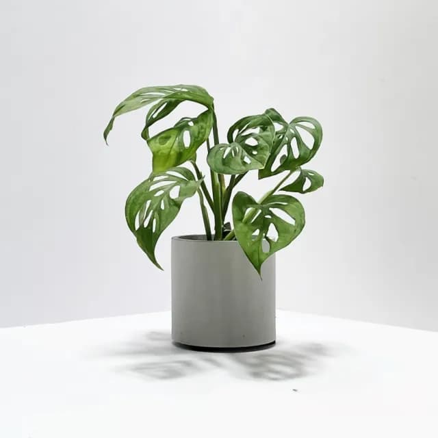 【原植】穿孔龜背芋(送禮 室內 植物 植栽)