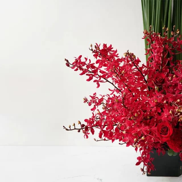 【CNFlower 西恩】濃紅萬里 盆花 腎藥蘭(送禮/鮮花/居家擺飾/祝賀/開幕/升官)