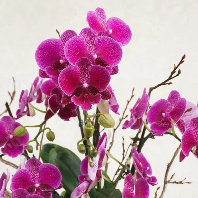 【CNFlower 西恩】映春 桃色蘭花植栽(送禮/植物/植栽/蘭花/祝賀/居家擺飾/裝飾)