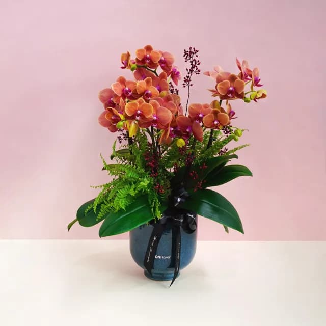 【CNFlower 西恩】庭園蘭夢 蘭花植栽(送禮/植物/植栽/蘭花/祝賀/居家擺飾/裝飾)