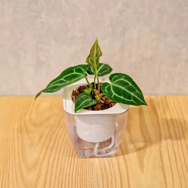 【巧繪網手創館】免澆水盆栽 方形(內植物 觀葉植物 禮物 盆栽 辦公室小物)