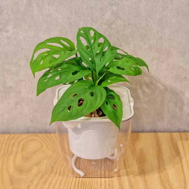 【巧繪網手創館】免澆水盆栽 方形(內植物 觀葉植物 禮物 盆栽 辦公室小物)