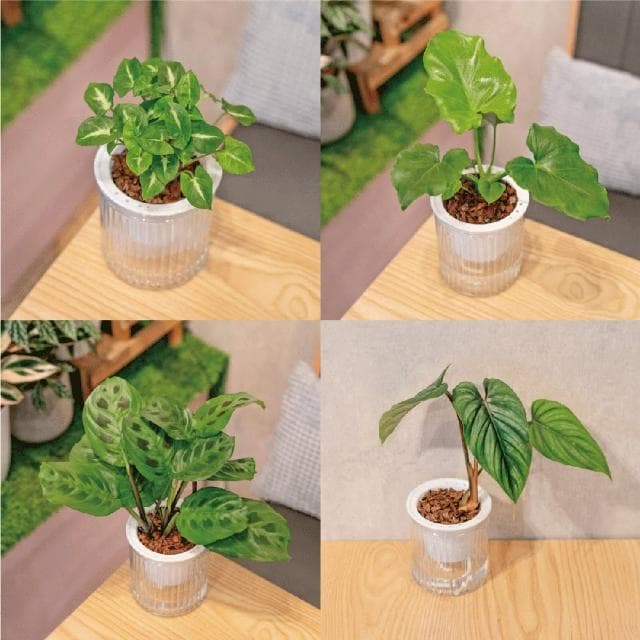 【巧繪網手創館】免澆水盆栽 圓盆(室內植物 觀葉植物 禮物 辦公室小物)