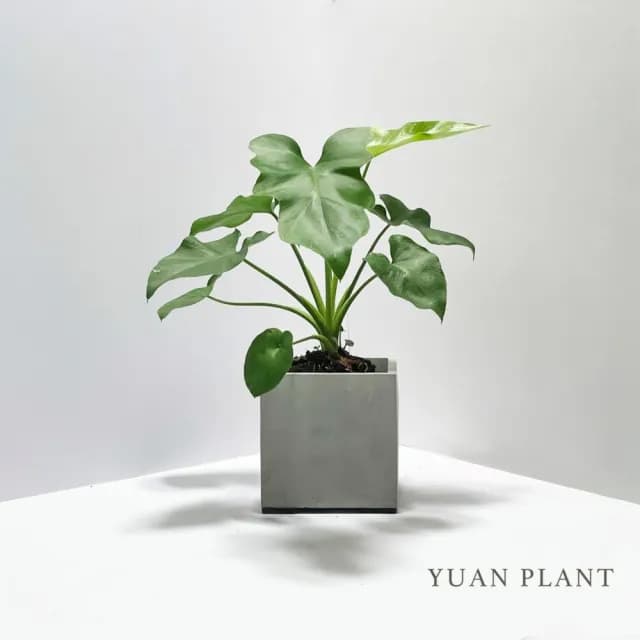 【原植】小天使蔓綠絨(送禮 室內 植物 植栽)