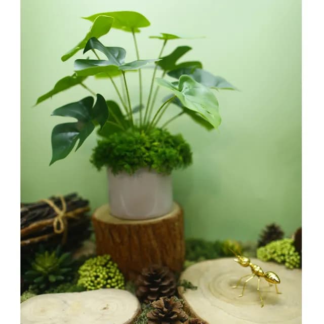 【HUGO DECO 榆果傢飾】擬真龜背芋 電信蘭香氛植栽 低款(擬真植物/人造盆栽/綠化/佈置/禮物)