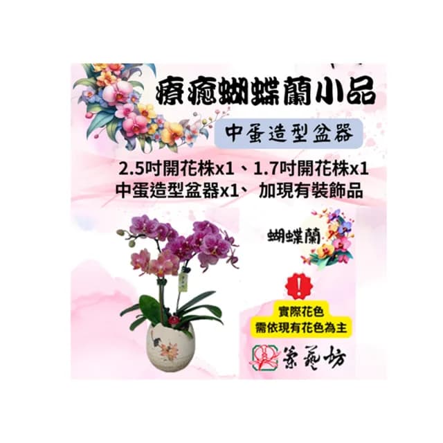 【蘭藝坊】蝴蝶蘭療癒中蛋造型盆栽(蝴蝶蘭)