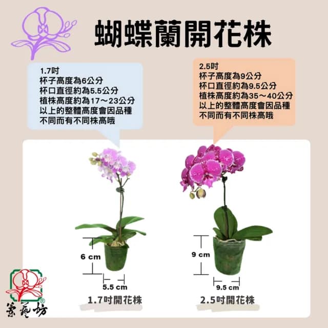 【蘭藝坊】蝴蝶蘭療癒中蛋造型盆栽(蝴蝶蘭)