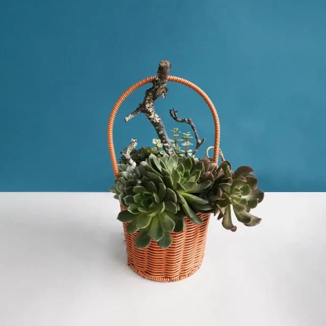 【CNFlower 西恩】多肉夏夢(植栽/植物/居家佈置)