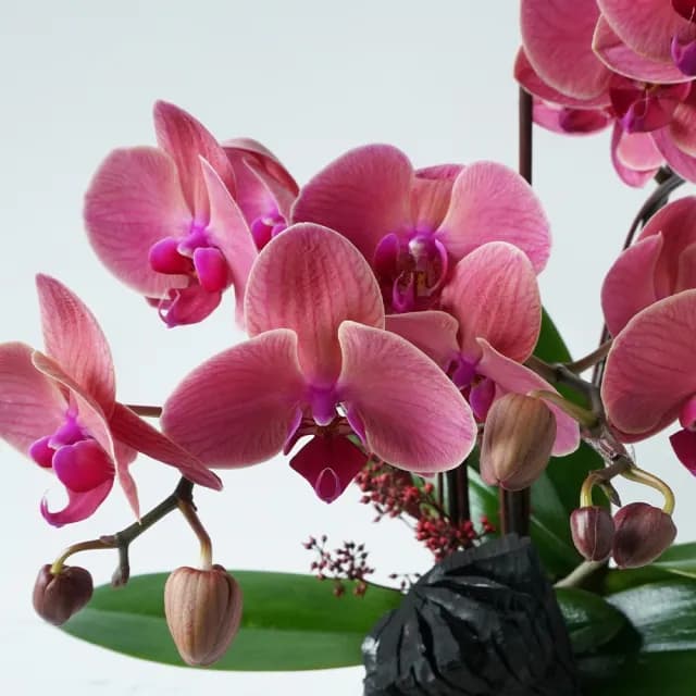 【CNFlower 西恩】水墨花饗 蘭花(植栽/植物/居家佈置)