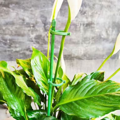 【欣榮園藝資材行】全館599免運 植物支架 三代40公分 植物支撐架 盆栽支架 爬藤支架 花盆支撐架 葉架
