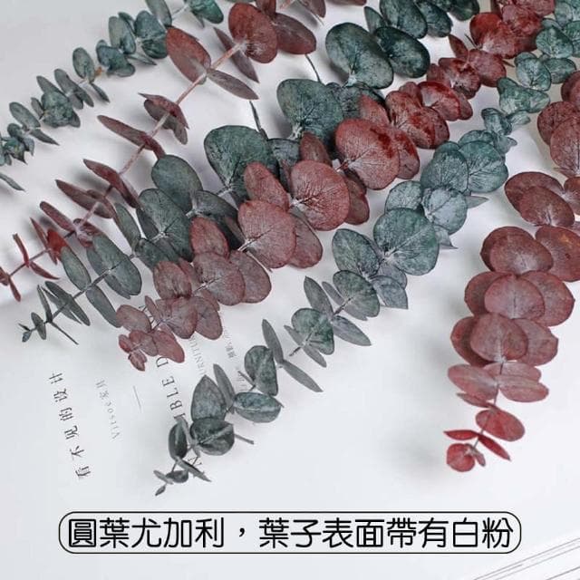 【BlueCat】天然乾燥尤加利葉(乾花 乾燥花 天然植物 景觀植栽 花材裝飾 居家佈置 園藝花藝)