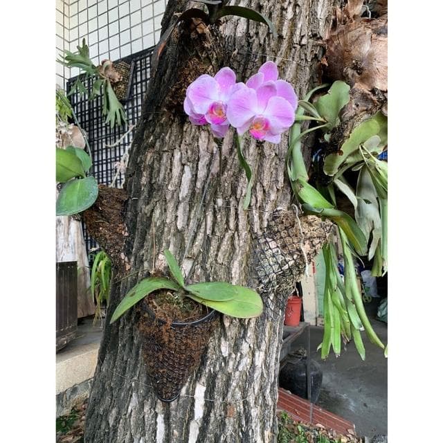 【欣榮園藝資材行】全館599免運 植栽附生網 蘭花網  2片裝含螺絲 鹿角蕨植板 鹿角蕨 花草植物 多肉植物