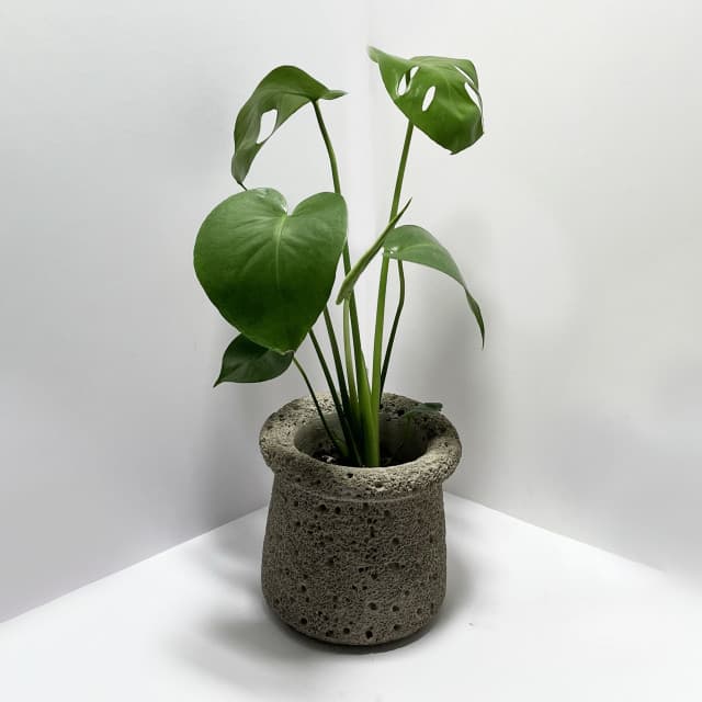 原植 中型植物｜龜背芋植物盆栽 (送禮·室內·觀葉植物·觀賞植物)