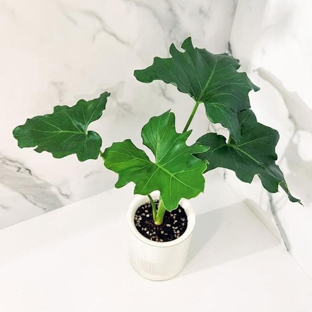 小天使蔓綠絨(淨化空氣·辦公室桌面盆栽·室內植物)