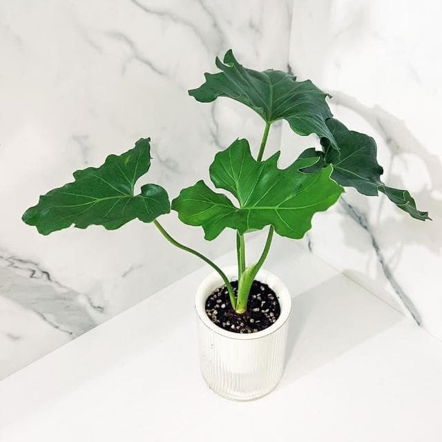 小天使蔓綠絨(淨化空氣·辦公室桌面盆栽·室內植物)
