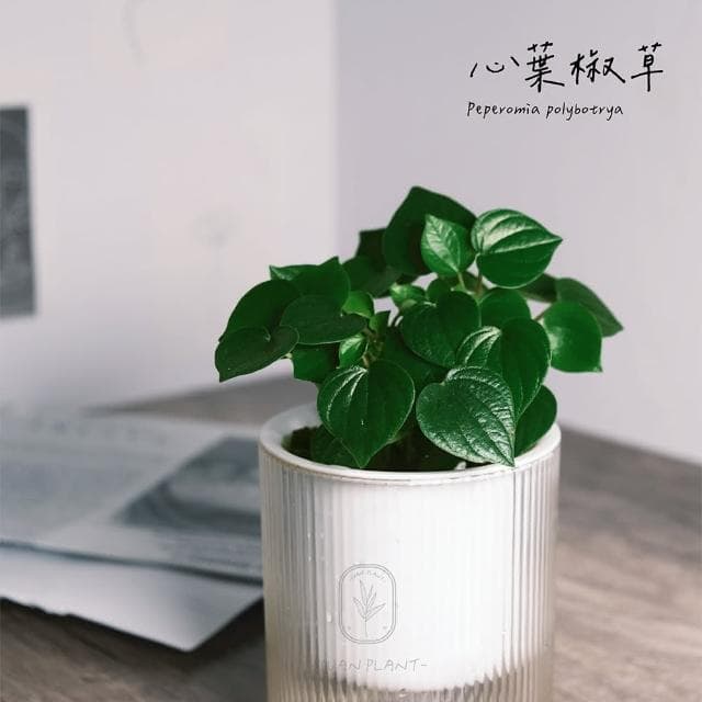 原植｜小型植物｜心葉椒草(室內植物·送禮植栽·辦公室盆栽)