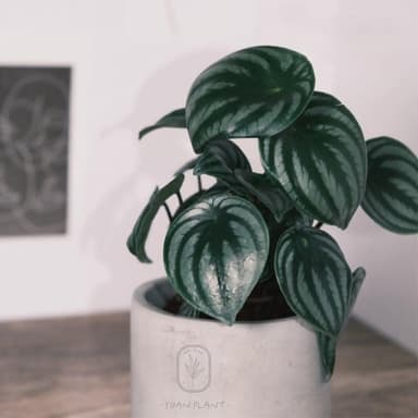 原植｜小型植物｜西瓜皮椒草(送禮植栽·室內·療癒植物)