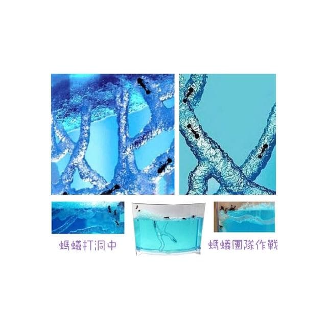 孩子禮物 禮物 螞蟻城堡生態 螞蟻家園 螞蟻日記生態教學玩具(中) 螞蟻工房 親近大自然的玩具 螞蟻城堡迷宮 螞蟻工坊 無螞蟻 學生禮物