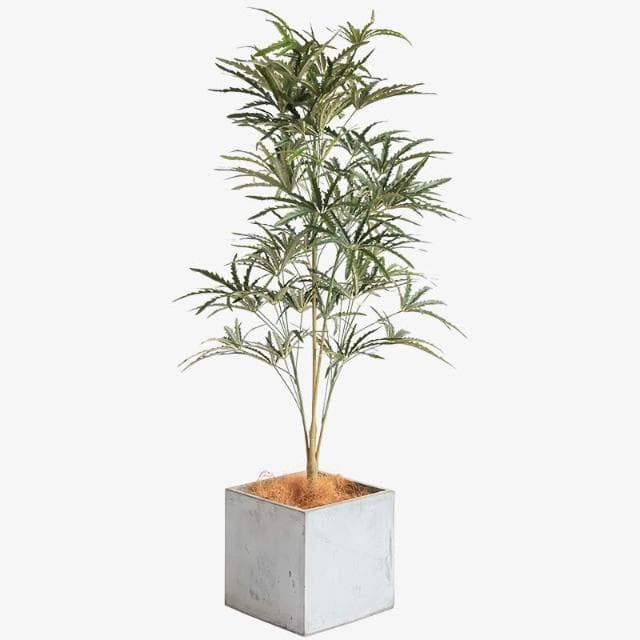 仿真綠植孔雀木假樹盆栽室內客廳落地仿真植物假樹假綠植