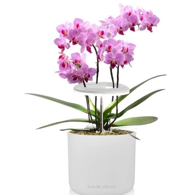 【微糖花植間】Polina植物燈禮物組/禮盒(送禮禮盒/生日禮物/畢業禮物)