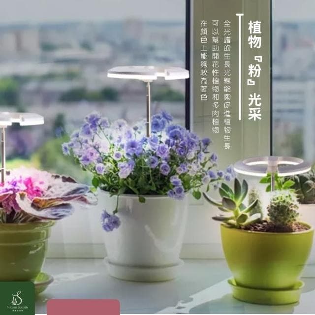 【微糖花植間】Polina植物燈禮物組/禮盒(送禮禮盒/生日禮物/畢業禮物)
