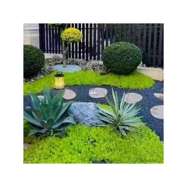 亮晶女貞棒棒糖盆栽花鏡植物球耐寒耐曬四季常青花園庭院別墅