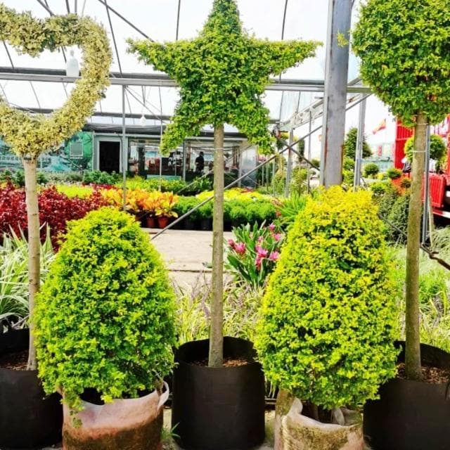 亮晶女貞棒棒糖盆栽花鏡植物球耐寒耐曬四季常青花園庭院別墅