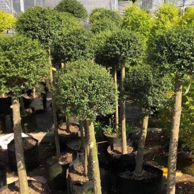 亮晶女貞棒棒糖盆栽花鏡植物球耐寒耐曬四季常青花園庭院別墅