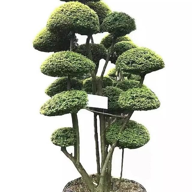 亮晶女貞棒棒糖盆栽花鏡植物球耐寒耐曬四季常青花園庭院別墅