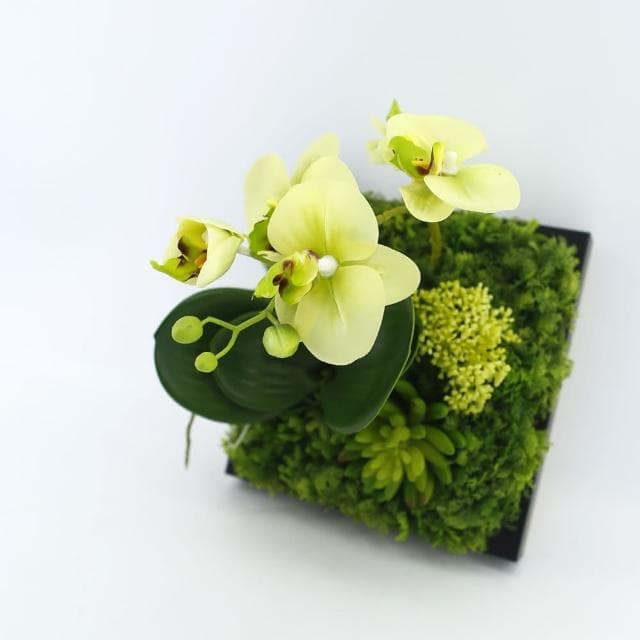 【HUGO DECO 榆果傢飾】綠蝴蝶蘭植生框擬真植栽/植生框/多肉植物/電箱佈置/居家佈置/節慶送禮