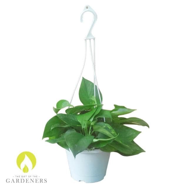 【Gardeners】黃金葛6吋吊盆5入室內植物/花盆/盆栽/淨化空氣
