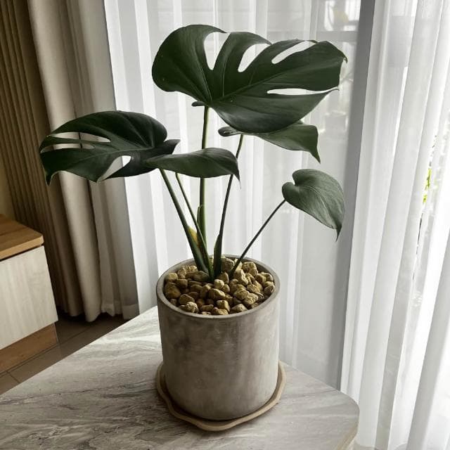 ｜精選盆栽｜龜背芋(電信蘭)/觀葉植物/水泥盆盆栽/居家美化/開幕盆栽/宅配到府