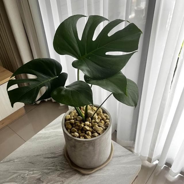 ｜精選盆栽｜龜背芋(電信蘭)/觀葉植物/水泥盆盆栽/居家美化/開幕盆栽/宅配到府