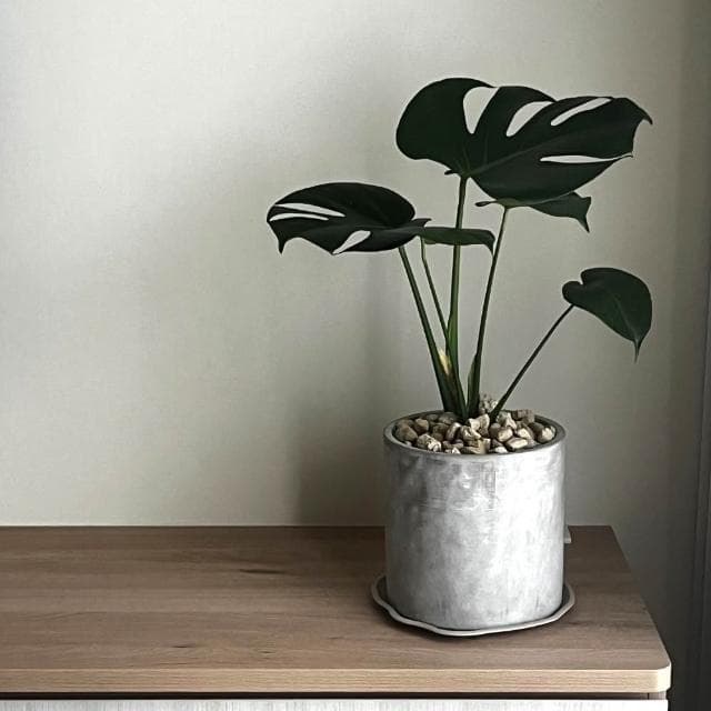 ｜精選盆栽｜龜背芋(電信蘭)/觀葉植物/水泥盆盆栽/居家美化/開幕盆栽/宅配到府