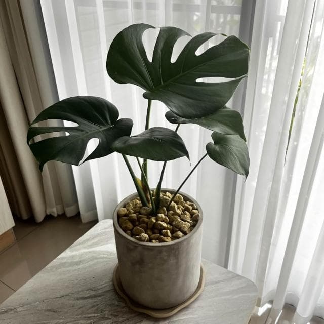 ｜精選盆栽｜龜背芋(電信蘭)/觀葉植物/水泥盆盆栽/居家美化/開幕盆栽/宅配到府