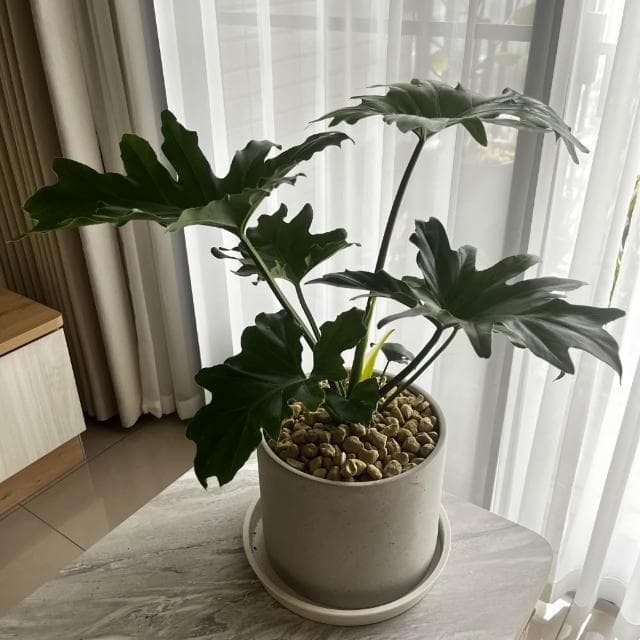 ｜精選盆栽｜小天使蔓綠絨/觀葉植物/水泥盆盆栽/居家美化/開幕盆栽/宅配到府