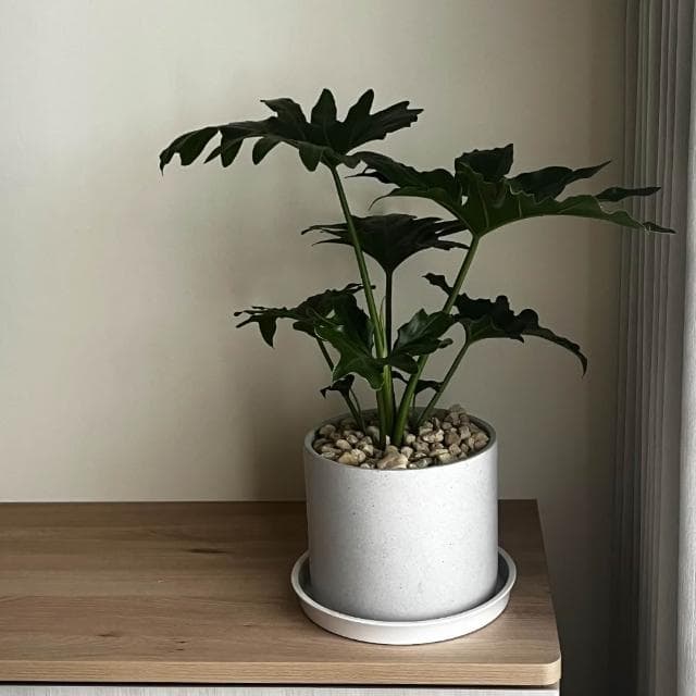 ｜精選盆栽｜小天使蔓綠絨/觀葉植物/水泥盆盆栽/居家美化/開幕盆栽/宅配到府