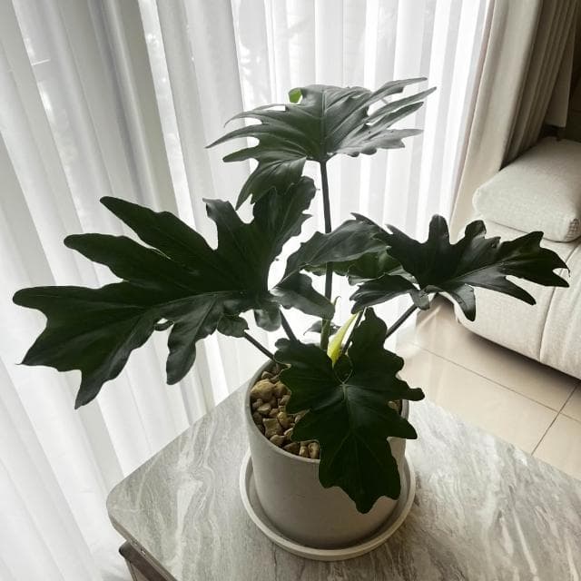 ｜精選盆栽｜小天使蔓綠絨/觀葉植物/水泥盆盆栽/居家美化/開幕盆栽/宅配到府