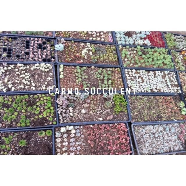 CARMO多肉葉孵育苗盤(贈底盤) 育苗｜葉孵｜葉孵盒｜花盆盆栽｜多肉植物｜園藝器具