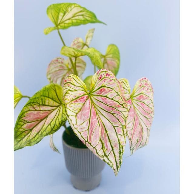 【HUGO DECO 榆果傢飾】高擬真彩芋葉盆栽(仿真植物/觀葉盆栽/人造植物/綠化/佈置)