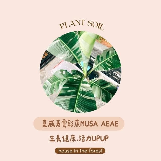 森美植所.有機質腐植土.盆栽土.開花植物土.果樹土.食用植物土.土壤介質.苗木栽培土.園藝土壤.介質土.白水木土