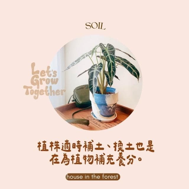 森美植所.有機質腐植土.盆栽土.開花植物土.果樹土.食用植物土.土壤介質.苗木栽培土.園藝土壤.介質土.白水木土