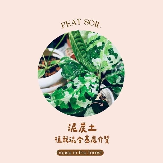 森美植所.泥炭土.栽培介質.培養土.觀葉植物基底介質.播種育苗.盆栽介質.園藝改土.DIY種植