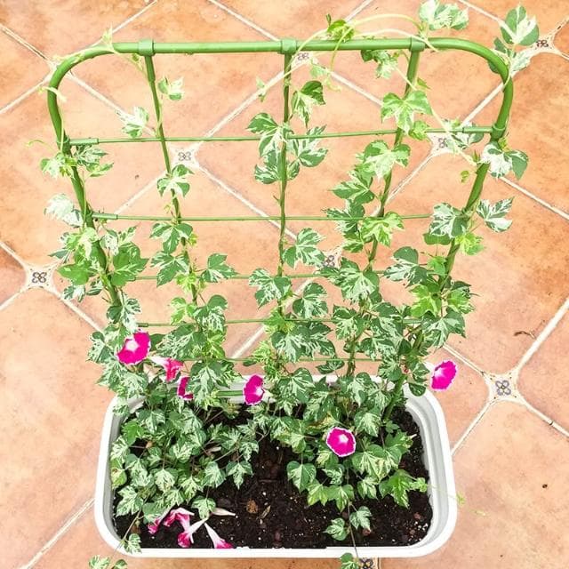 爬藤植物花支架牽牛花網格造型花屏架子陽臺盆栽綠植月季攀援牽引