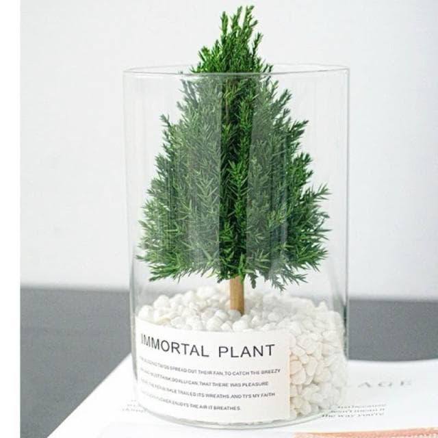 「放青松」擺飾真正的永生植物辦公室擺飾桌面擺飾同事禮物祝福禮物母親節禮物搞笑禮物生日禮物送禮