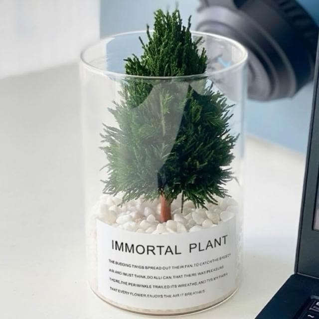 「放青松」擺飾真正的永生植物辦公室擺飾桌面擺飾同事禮物祝福禮物母親節禮物搞笑禮物生日禮物送禮