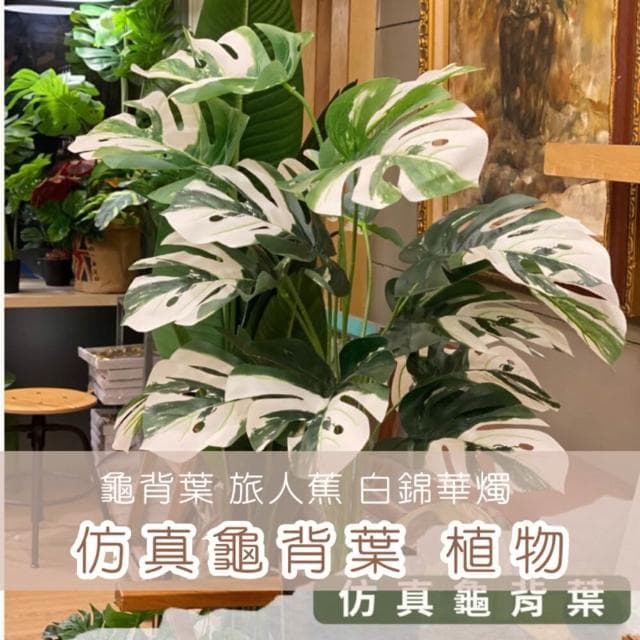 龜背葉 仿真植物 假盆栽 龜背芋 室內植物 花 植物 植栽 假植物 人造植物 GXS拍照道具(仿真植物 假盆栽)
