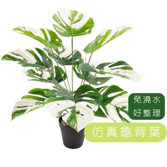 龜背葉 仿真植物 假盆栽 龜背芋 室內植物 花 植物 植栽 假植物 人造植物 GXS拍照道具(仿真植物 假盆栽)